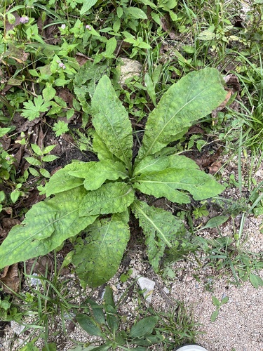 Carpesium cernuum (Nodding carpesium) — photo