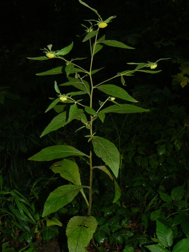 Carpesium cernuum (Nodding carpesium) — photo