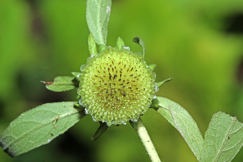 Carpesium cernuum