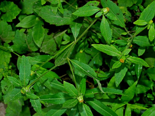 Carpesium divaricatum — photo