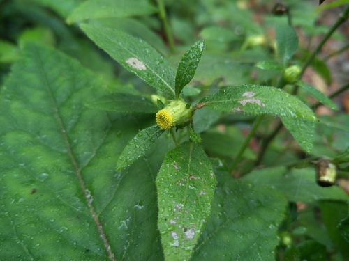 Carpesium divaricatum — photo