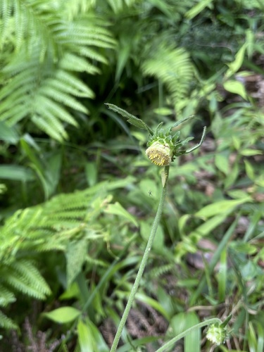 Carpesium glossophyllum — photo