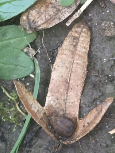 Carpinus betulus (Horse bean) — photo