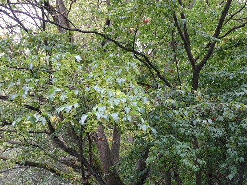 Carpinus betulus (Horse bean) — photo