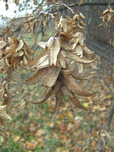 Carpinus betulus