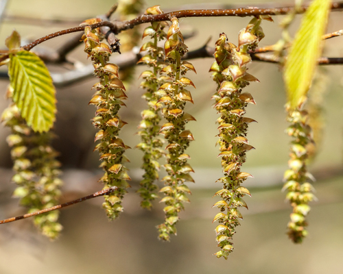 Carpinus caroliniana (American Hornbeam) — photo