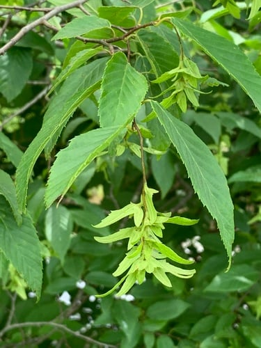 Carpinus caroliniana