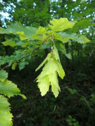 Carpinus orientalis — photo