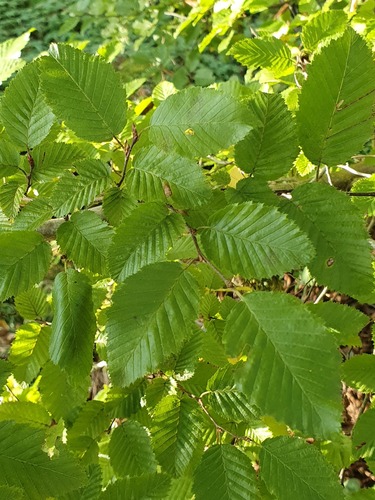 Carpinus orientalis — photo