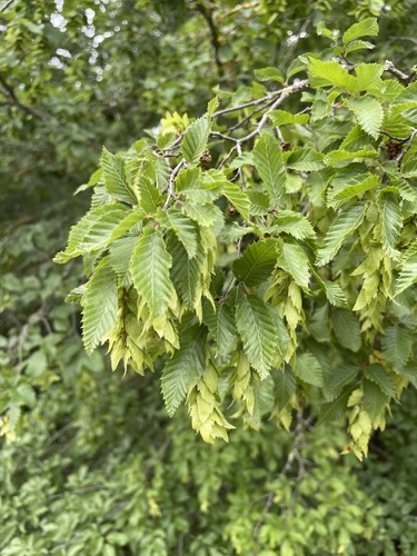 Carpinus orientalis
