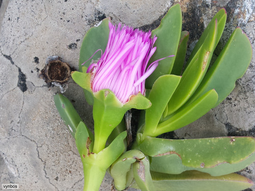 Carpobrotus acinaciformis (Red Hottentot fig) — photo