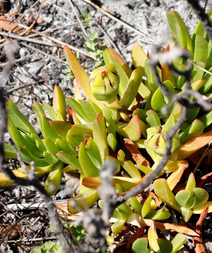 Carpobrotus acinaciformis (Red Hottentot fig) — photo