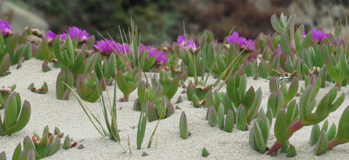 Carpobrotus aequilaterus (Noonflower) — photo
