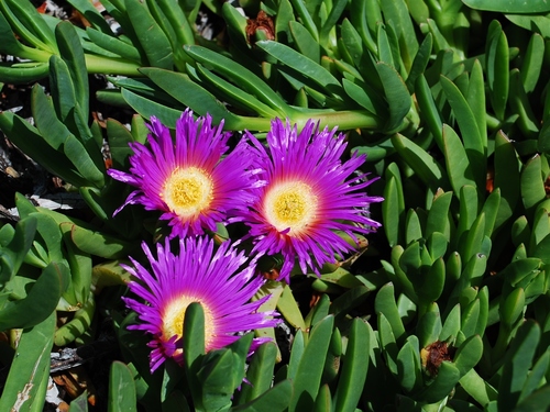 Carpobrotus aequilaterus