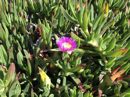 Carpobrotus aequilaterus (Noonflower) — photo