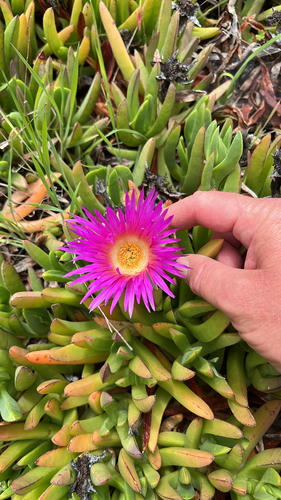 Carpobrotus chilensis (Sea fig) — photo