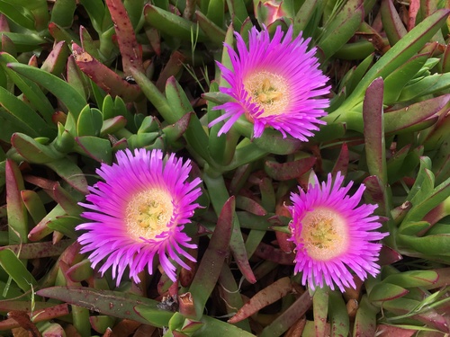 Carpobrotus chilensis