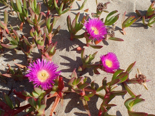 Carpobrotus chilensis (Sea fig) — photo