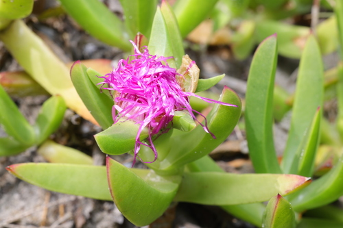 Carpobrotus deliciosus (Sweet hottentot fig) — photo