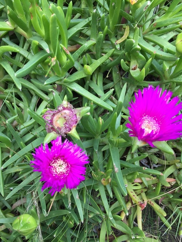 Carpobrotus deliciosus