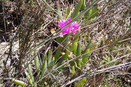 Carpobrotus deliciosus (Sweet hottentot fig) — photo
