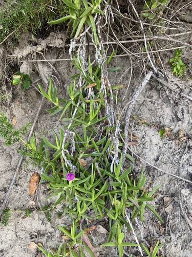 Carpobrotus dimidiatus (Natal sourfig) — photo
