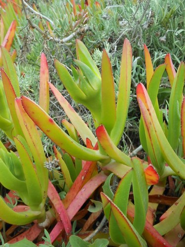 Carpobrotus edulis (Hottentot Fig) — photo