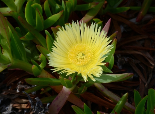 Carpobrotus edulis (Hottentot Fig) — photo