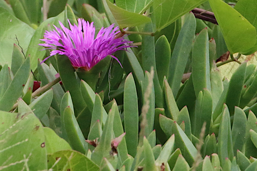 Carpobrotus glaucescens (Pigface) — photo