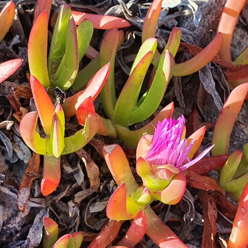 Carpobrotus glaucescens (Pigface) — photo