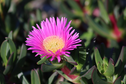 Carpobrotus glaucescens