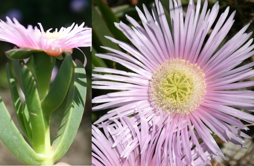 Carpobrotus mellei — photo