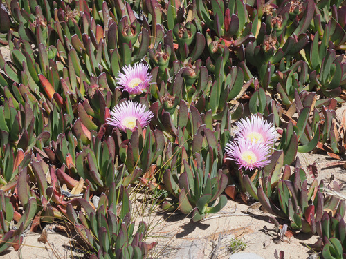 Carpobrotus mellei — photo