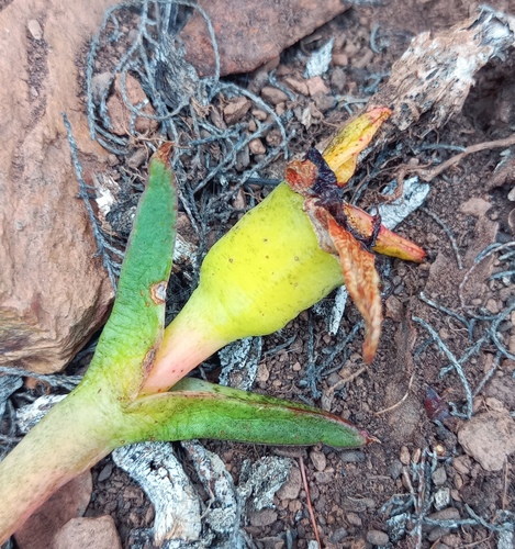 Carpobrotus mellei