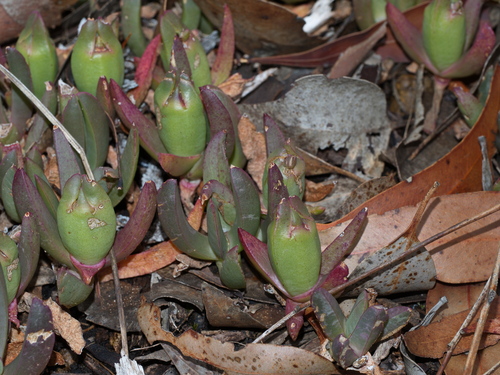 Carpobrotus modestus (Inland pigface) — photo
