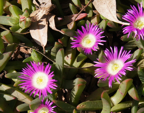 Carpobrotus modestus (Inland pigface) — photo