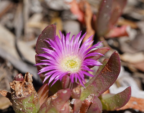 Carpobrotus modestus