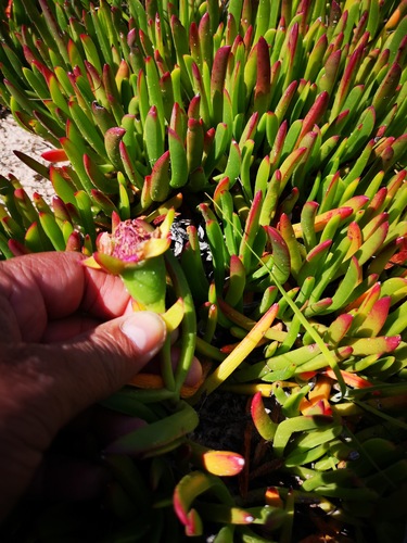 Carpobrotus muirii (Real sour fig) — photo