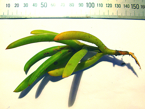 Carpobrotus muirii (Real sour fig) — photo