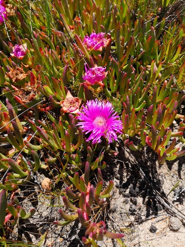 Carpobrotus muirii
