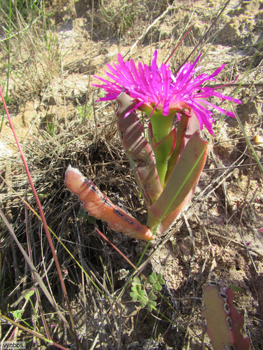 Carpobrotus quadrifidus — photo