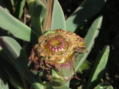Carpobrotus quadrifidus — photo
