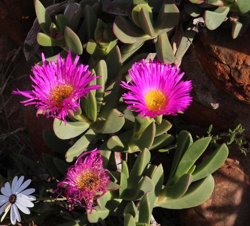 Carpobrotus quadrifidus