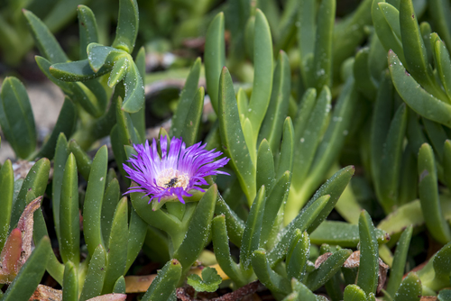 Carpobrotus rossii (Karkalla) — photo