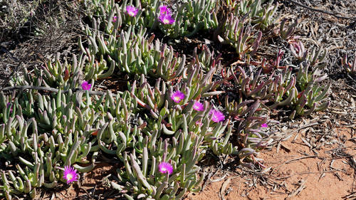 Carpobrotus rossii (Karkalla) — photo