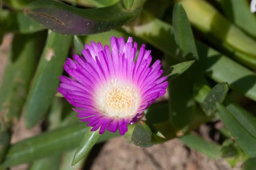 Carpobrotus rossii