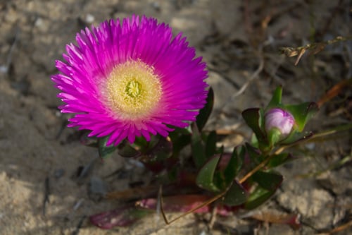Carpobrotus virescens (Western pigface) — photo