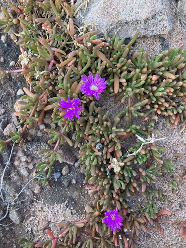 Carpobrotus virescens (Western pigface) — photo