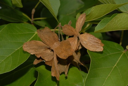 Carpodiptera africana — photo