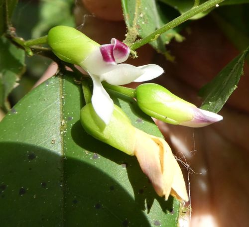 Carpolobia alba